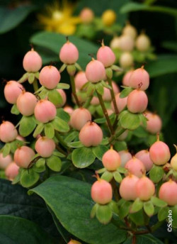 HYPERICUM inodorum MAGICAL BEAUTY