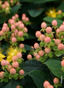 HYPERICUM inodorum MAGICAL BEAUTY