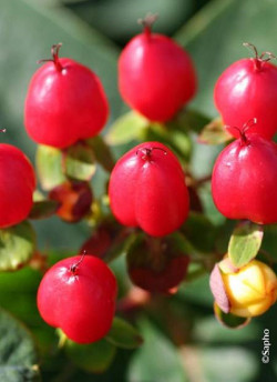 HYPERICUM inodorum MAGICAL RED FLAME