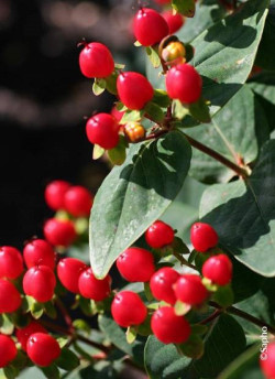 HYPERICUM inodorum MAGICAL RED FLAME