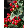 HYPERICUM inodorum MAGICAL RED FLAME
