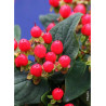 HYPERICUM inodorum MAGICAL RED FLAME