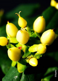 HYPERICUM inodorum MAGICAL SUNSHINE