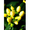 HYPERICUM inodorum MAGICAL SUNSHINE