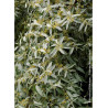 ELAEAGNUS commutata ZEMPIN