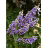VITEX agnus-castus f.latifolia