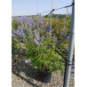 VITEX agnus-castus f.latifolia En pot de 15-20 litres
