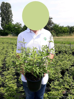 VITEX agnus-castus f.latifolia En pot de 4-5 litres