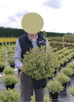 ABELIA SPARKLING SILVER En pot de 10-12 litres