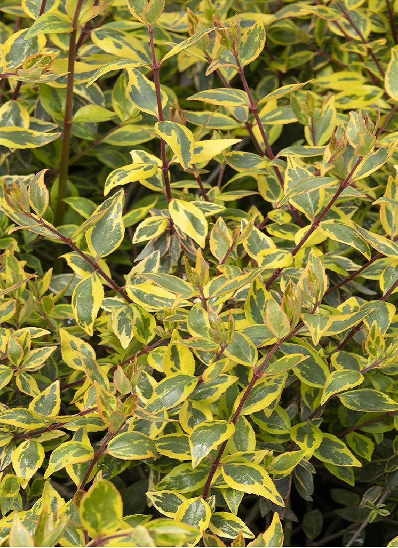 ABELIA SUNSHINE DAYDREAM