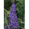 BUDDLEJA davidii RÊVE DE PAPILLON BLUE