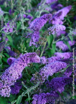 BUDDLEJA davidii RÊVE DE PAPILLON LAVENDER