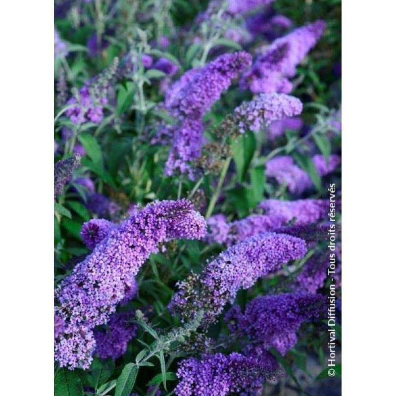 BUDDLEJA davidii RÊVE DE PAPILLON LAVENDER