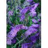 BUDDLEJA davidii RÊVE DE PAPILLON LAVENDER
