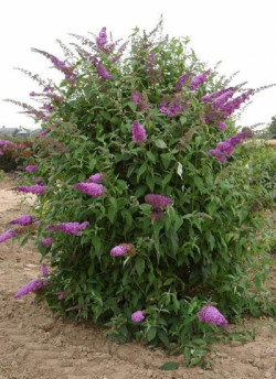 BUDDLEJA davidii RÊVE DE PAPILLON PINK