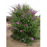 BUDDLEJA davidii RÊVE DE PAPILLON PINK