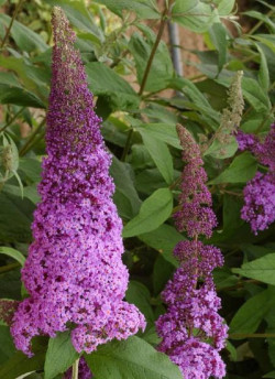 BUDDLEJA davidii RÊVE DE PAPILLON PINK