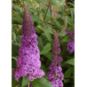 BUDDLEJA davidii RÊVE DE PAPILLON PINK