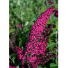 BUDDLEJA davidii RÊVE DE PAPILLON RED
