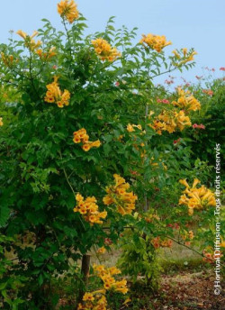 CAMPSIS tagliabuana GOLDEN TRUMPET