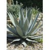 AGAVE americana
