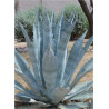 AGAVE americana