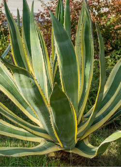 AGAVE americana VARIEGATA