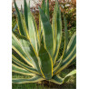 AGAVE americana VARIEGATA