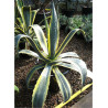 AGAVE americana VARIEGATA