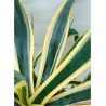 AGAVE americana VARIEGATA