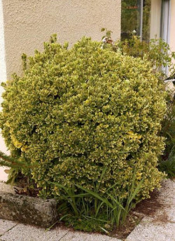 EUONYMUS japonicus AUREOMARGINATUS