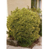 EUONYMUS japonicus AUREOMARGINATUS