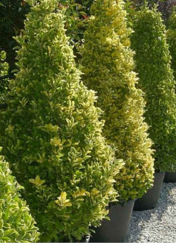 EUONYMUS japonicus AUREOMARGINATUS (Fusain du Japon doré) En pot forme conique