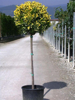 EUONYMUS japonicus AUREOMARGINATUS (Fusain du Japon doré) En pot forme tige hauteur du tronc 090-110 cm