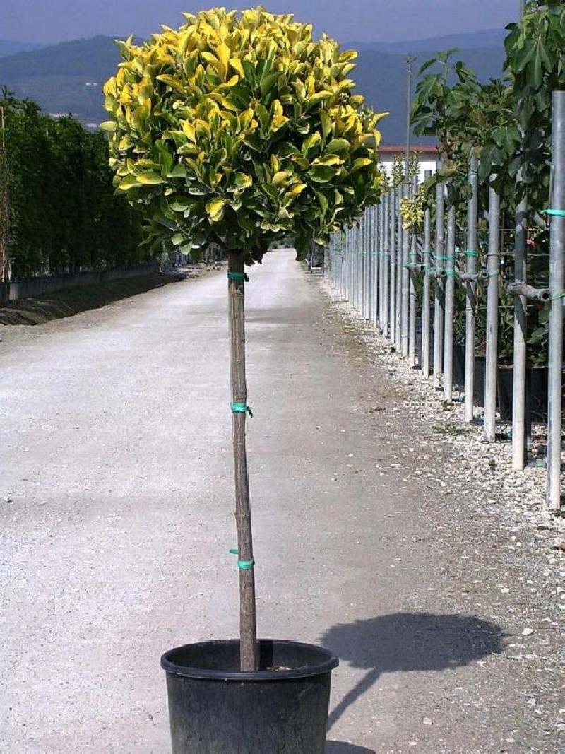 EUONYMUS japonicus AUREOMARGINATUS (Fusain du Japon doré) En pot forme tige hauteur du tronc 090-110 cm