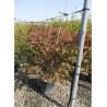 EUONYMUS alatus COMPACTUS En pot de 15-20 litres