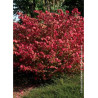 EUONYMUS alatus COMPACTUS