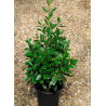 EUONYMUS japonicus GREEN MILLENIUM  En pot de 4-5 litres