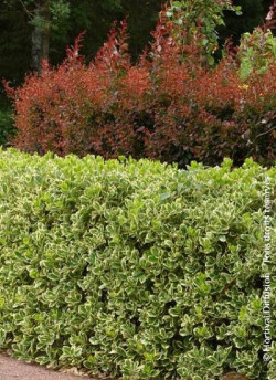 EUONYMUS japonicus PRESIDENT GAUTHIER