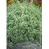 EUONYMUS japonicus PRESIDENT GAUTHIER