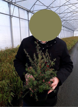 LEPTOSPERMUM scoparium JUBILÉE En pot de 2-3 litres