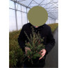 LEPTOSPERMUM scoparium JUBILÉE En pot de 2-3 litres