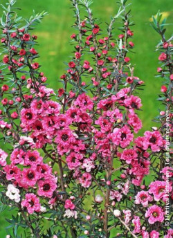 LEPTOSPERMUM scoparium JUBILÉE