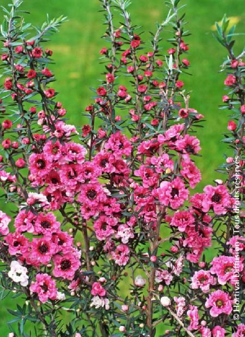 LEPTOSPERMUM scoparium JUBILÉE