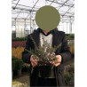 LEPTOSPERMUM scoparium RED DAMASK En pot de 2-3 litres