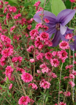 LEPTOSPERMUM scoparium RED DAMASK