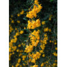 BERBERIS stenophylla