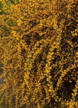 BERBERIS stenophylla