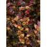 BERBERIS thunbergii ATROPURPUREA