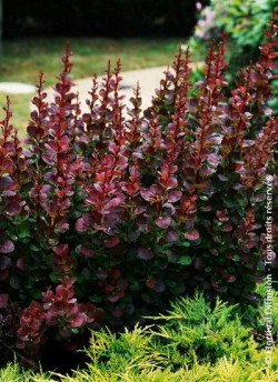 BERBERIS thunbergii ATROPURPUREA